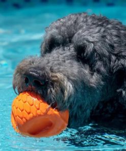 Pacemakerco.shop05c47b297b 2