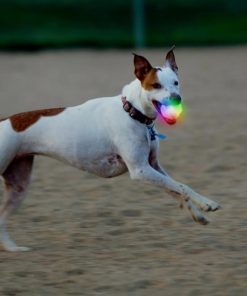 Pacemakerco.shop097ff0d279 2