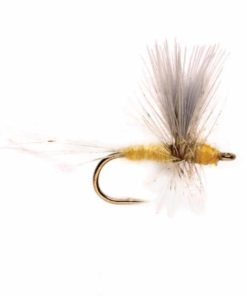 Pacemakerco.shop3e3d5794bf 1