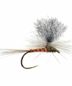 Pacemakerco.shop48a5dc8475 1