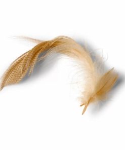 Pacemakerco.shop63bd26d6ad 1