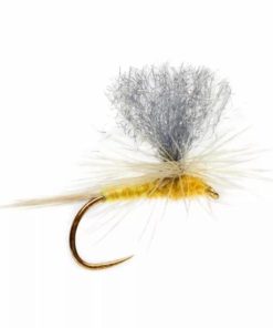 Pacemakerco.shop6844461d5c 1