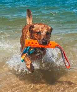 Pacemakerco.shop6e5df43634 3