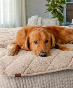 Pacemakerco.shop7ce8d3bc34 1