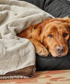 Pacemakerco.shop8adec841f5 3