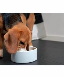 Pacemakerco.shop8dcd2f402a 2