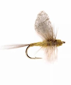 Pacemakerco.shopac9f0591ac 1