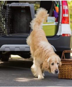 Pacemakerco.shopb1872af6ad 2