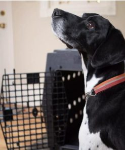 Pacemakerco.shopb1872af6ad 4