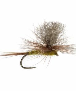 Pacemakerco.shopc32ac4cae2 1