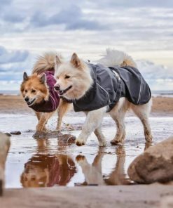 Pacemakerco.shopc581d3c27b 1