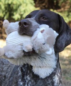 Pacemakerco.shopcb057d2397 3