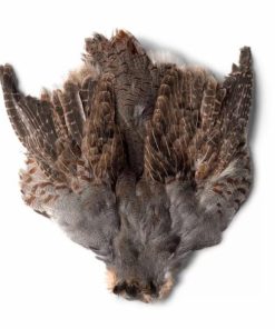 Pacemakerco.shope6244c2c36 1