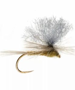 Pacemakerco.shoped00336707 1